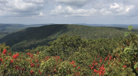 You'll Reach Gorgeous Mountain Views In Under 1 Mile When You Hike Bald Knob Trail In Virginia