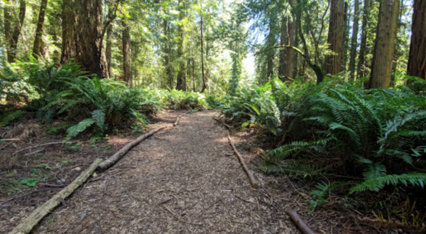 Take A Walk In This Hidden Grove Of 2,000-Year-Old Coast Redwoods In Northern California