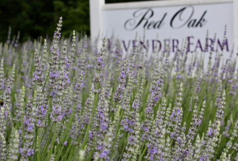 Get Lost In This Beautiful 2.5-Acre Lavender Farm In Georgia
