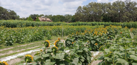 Get Lost In This Beautiful 6-Acre Sunflower Farm In Florida