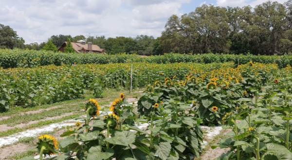 Get Lost In This Beautiful 6-Acre Sunflower Farm In Florida