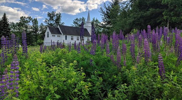 Take This Road Trip To The 3 Most Eye-Popping Lupine Fields In New Hampshire