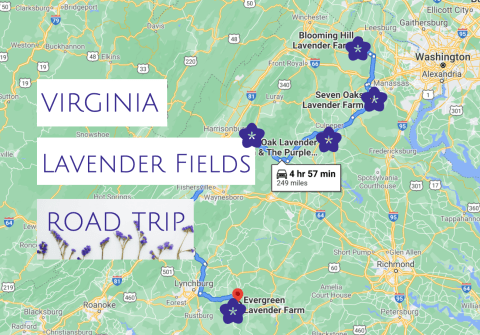 Take This Road Trip To The 5 Most Eye-Popping Lavender Fields In Virginia