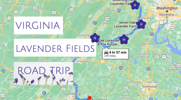 Take This Road Trip To The 5 Most Eye-Popping Lavender Fields In Virginia