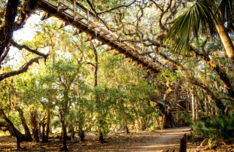 Experience The Florida Forest From A New Perspective On The Canopy Walk At Myakka River State Park