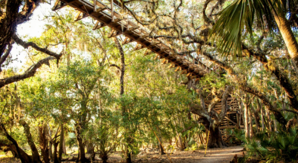 Experience The Florida Forest From A New Perspective On The Canopy Walk At Myakka River State Park