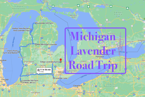 Take This Road Trip To The 7 Most Eye-Popping Lavender Fields In Michigan