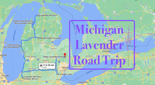 Take This Road Trip To The 7 Most Eye-Popping Lavender Fields In Michigan