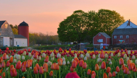 A Trip To Rhode Island's Neverending Tulip Field Will Make Your Spring Complete