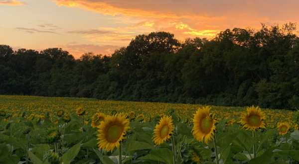 The Festive Sunflower Farm Close To Nashville Where You Can Cut Your Own Flowers