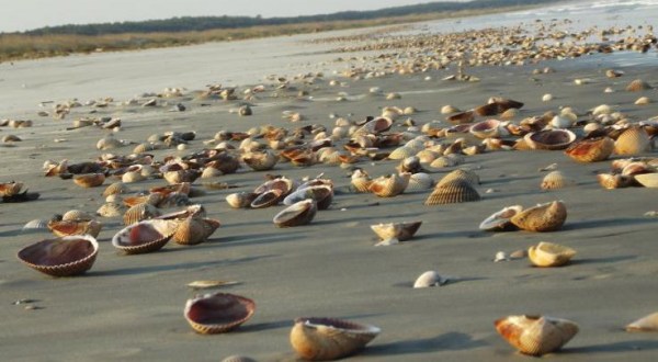 This Barrier Island Along Georgia’s Coast Is The Best Place To Find Seashells