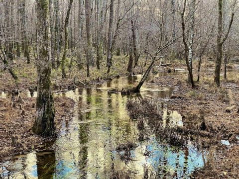 Escape To The Remote Beauty Of Big Hill Pond State Park, A Perfectly Preserved Wilderness In Tennessee