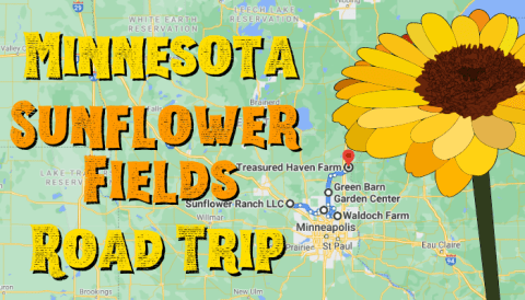 Take This Road Trip To The 5 Most Eye-Popping Sunflower Fields In Minnesota