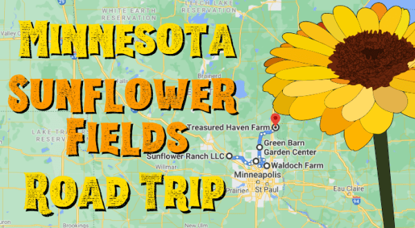 Take This Road Trip To The 5 Most Eye-Popping Sunflower Fields In Minnesota