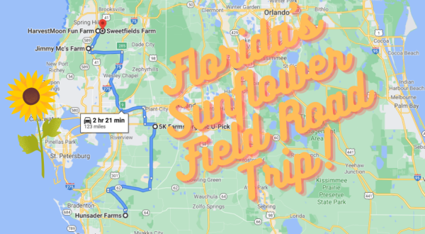 Take This Road Trip To The 5 Most Eye-Popping Sunflower Fields In Florida