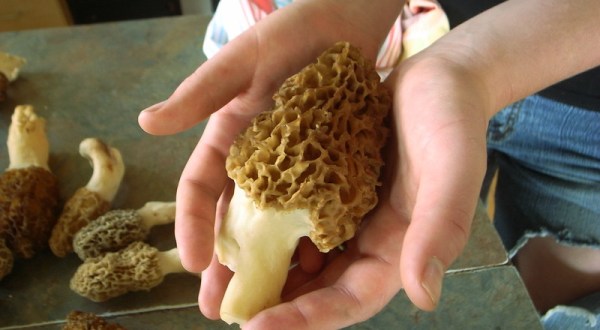A Local Delicacy, Morel Mushrooms Are Popping Up In Woods Across Indiana