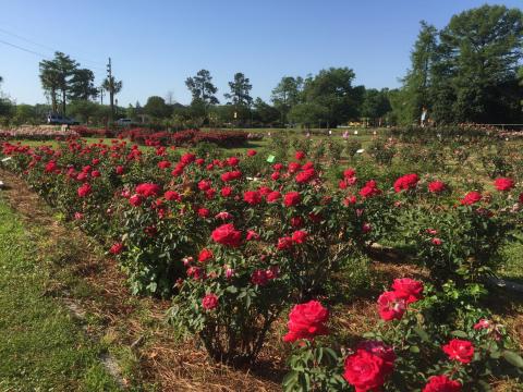 Visit Edisto Memorial Gardens In South Carolina To View 4,800 Rose Plants In 120 Varieties