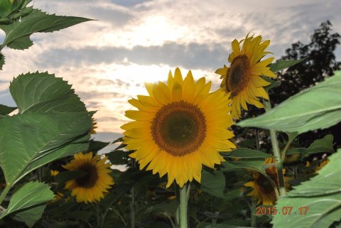 Get Lost In This Beautiful 14-Acre Sunflower Farm In Connecticut
