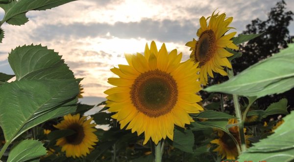 Get Lost In This Beautiful 14-Acre Sunflower Farm In Connecticut