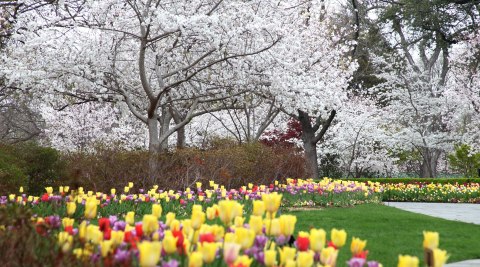 Spring Has Sprung At The Dallas Arboretum In Texas, Where Over 500,000 Flowers Are Blooming