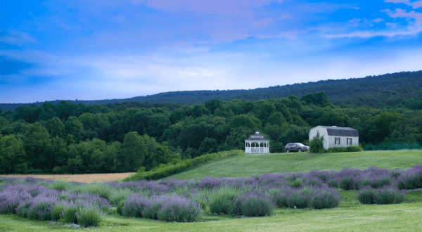 Get Lost In 2,600 Beautiful Lavender Plants At Springfield Manor In Maryland
