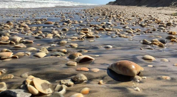 This Hidden Beach Along The Texas Coast Is The Best Place To Find Seashells