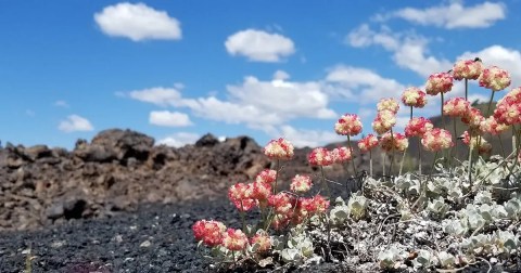 The Spring Wildflower Bloom At Craters Of The Moon In Idaho Is A Sight To Be Seen