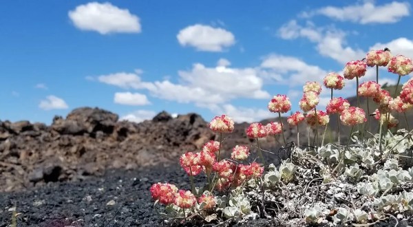 The Spring Wildflower Bloom At Craters Of The Moon In Idaho Is A Sight To Be Seen