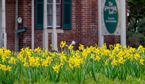 Daffodil Days In St. Michaels, Maryland Will Have Over 25,000 Daffodils In Bloom This Spring