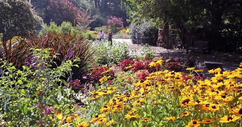 The Descanso Gardens In Southern California Will Have Over 1,600 Roses In Bloom This Spring