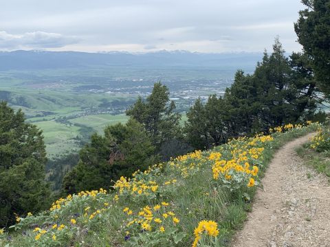 Sypes Canyon In Montana Will Have Acres Of Wildflowers In Bloom This Spring