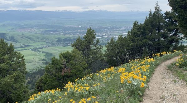 Sypes Canyon In Montana Will Have Acres Of Wildflowers In Bloom This Spring