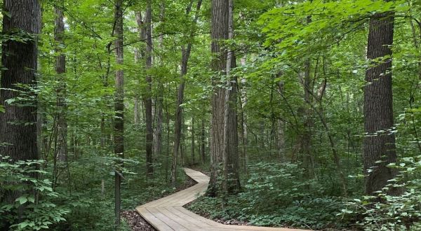 Take An Enchanted Forest Hike In Ohio Along The 2.5-Mile Kendrick Woods Loop