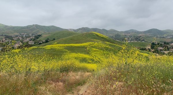 Hike Among Beautiful Wildflowers And Rolling Hills On This 4.4-Mile Loop In Southern California