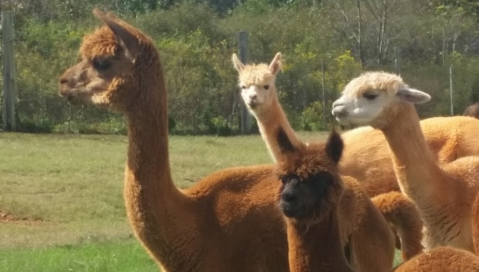 Visit This Alpaca Farm In South Carolina For A Fun-Filled Adventure Everyone Is Sure To Love