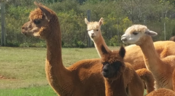 Visit This Alpaca Farm In South Carolina For A Fun-Filled Adventure Everyone Is Sure To Love