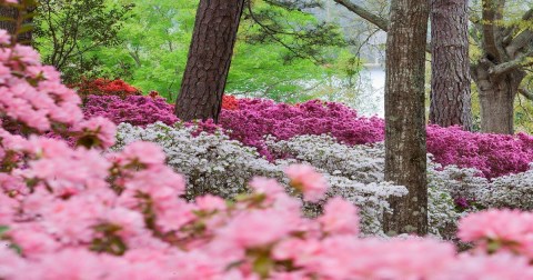 Callaway Gardens Azalea Bowl In Georgia Will Be In Full Bloom Soon And It’s An Extraordinary Sight To See