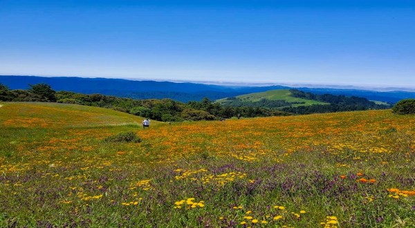 The Spring Wildflower Bloom At Russian Ridge Preserve In Northern California Is A Sight To Be Seen
