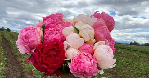 You'll Want To Visit Adelman Peony Gardens, A Dreamy Peony Farm In Oregon This Spring