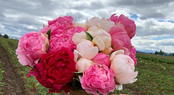 You’ll Want To Visit Adelman Peony Gardens, A Dreamy Peony Farm In Oregon This Spring