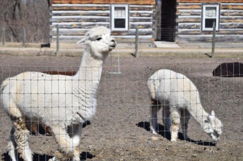 Stay In An Authentic Log Cabin On An Alpaca Farm In Illinois