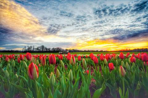 There's A New Tulip Farm In Alabama You'll Want To Visit This Spring