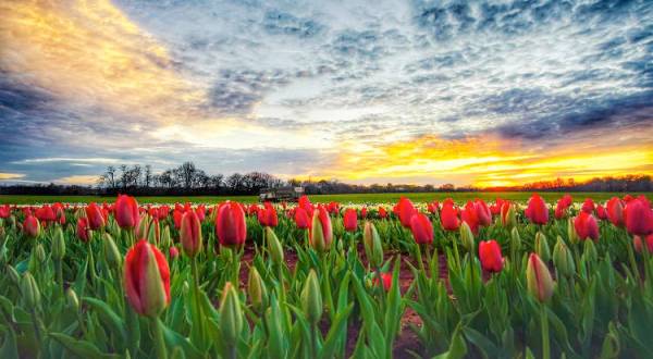 There’s A New Tulip Farm In Alabama You’ll Want To Visit This Spring
