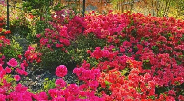 There’s Nothing More Beautiful Than Oklahoma’s Annual Azalea Festival