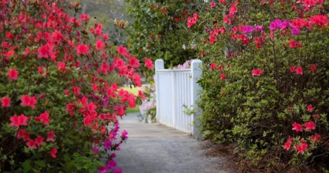 Here Are The 13 Most Beautiful Gardens You'll Ever See In South Carolina