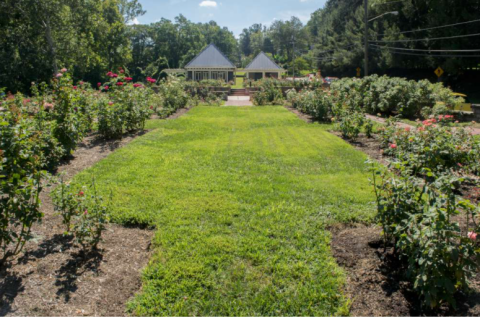 Ritter Park Rose Garden, A Rose Reserve In West Virginia, Will Be In Full Bloom Soon And It’s An Extraordinary Sight To See
