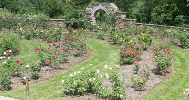 Ritter Park Rose Garden In Full Bloom