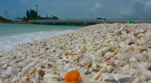 This Hidden Beach Along The Florida Gulf Is The Best Place To Find Seashells