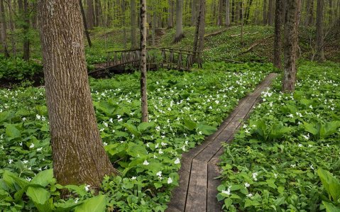 Get Lost Among The Wildflowers This Spring At Dowagiac Woods Nature Sanctuary In Michigan