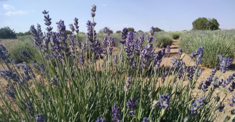 Get Lost In This Beautiful 120-Acre Lavender Farm In Arizona